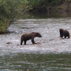Bears Fishing
 /  